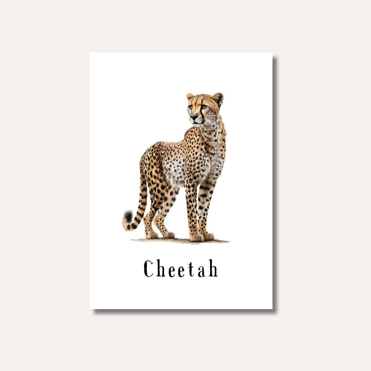 Flash Cards: Wild Animals x17