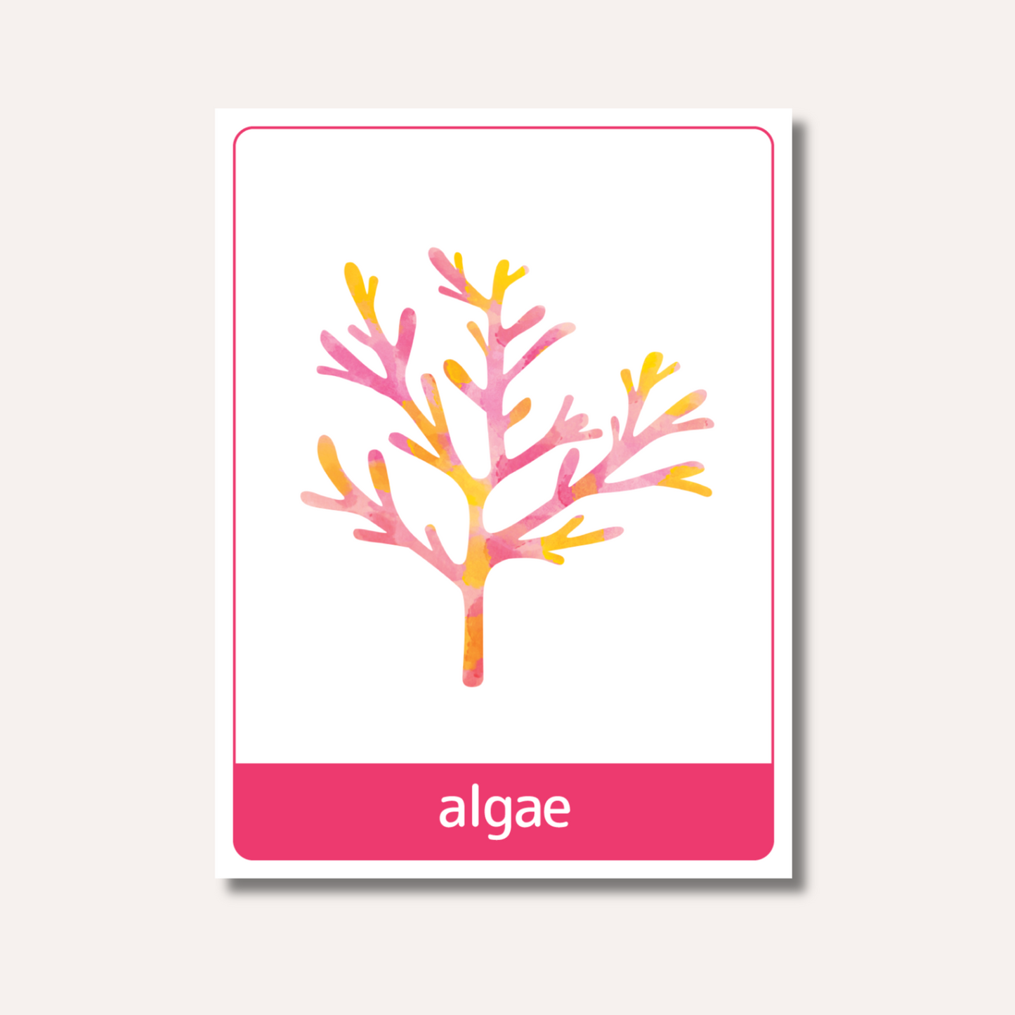 Flash Cards: Sea Animals x18